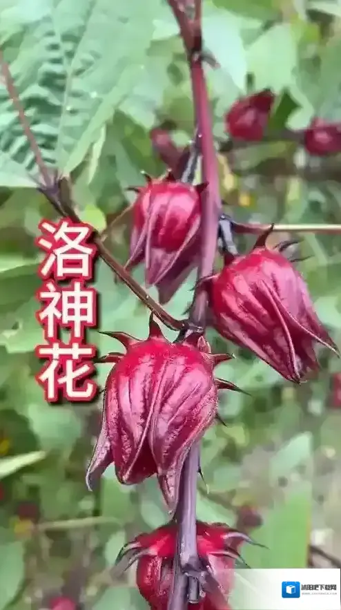 支付宝玫瑰花