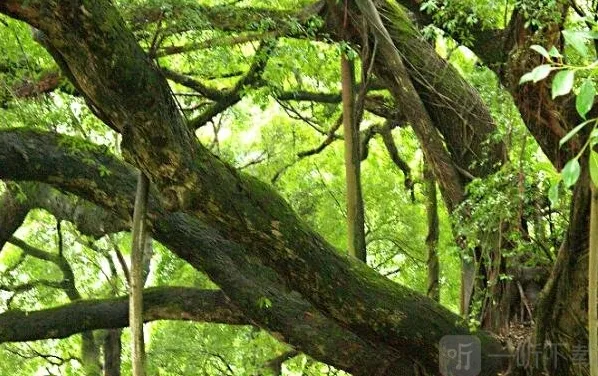 支付宝还不知道