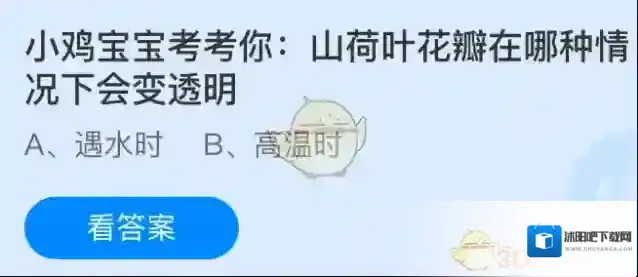 山荷叶花瓣在哪种情况下会变透明